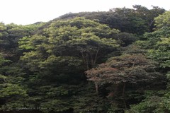 Lithocarpus pachyphyllus